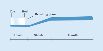 parts of a toothbrush